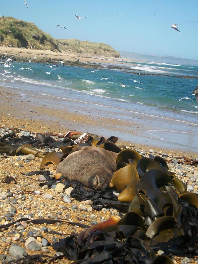 Catlins Retreat B & B Owaka 外观 照片